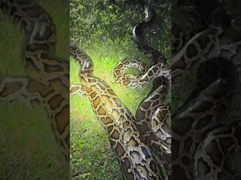 Looking for a 20 foot python in the Everglades! #crazy#snake#alligator#crocodile#wildlife#animals