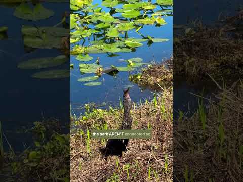 Don’t visit Everglades National Park without watching this 🐊👇 ➡️ Send this to someone you want to