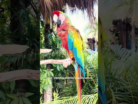 🌿 3 Days Iquitos Amazon Jungle Tour with Pink Dolphin Watchc #travel #peru #iquitos #amazon