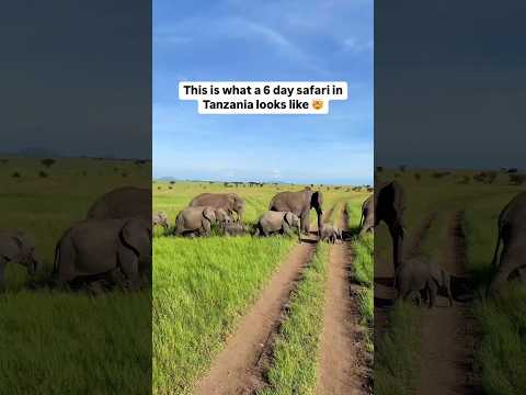 6 Days Tanzania Safari Tours 🐘🦓🐃🦒🦏🇹🇿
