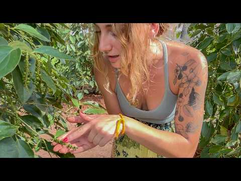 Kampot Pepper Farm Tour 🇰🇭 Cambodia Travel Vlog