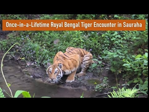 Chitwan National Park Safari || Once in a lifetime Encounter with Royal Bengal Tiger