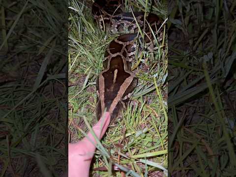 Exploring the Everglades! #snake#crazy#wildlife#everglades#conservation#animals#florida#python#gator