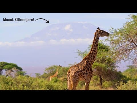 A Safari Beneath Mount Kilimanjaro – Amboseli National Park