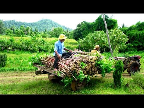 Battambang, Cambodia At Samlot Countryside, Daily Life, Travel Video | Sumsooth